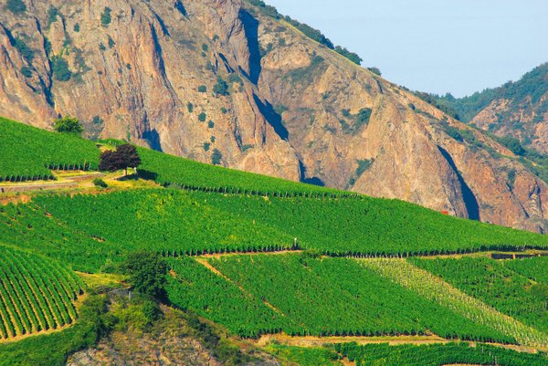 Weinberg vor dem Rotenfels